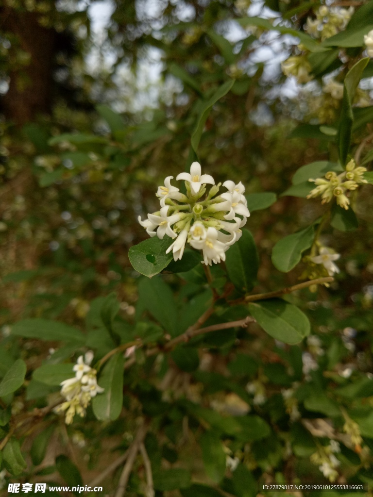 小花