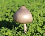 蘑菇