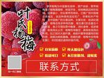 杨梅不干胶