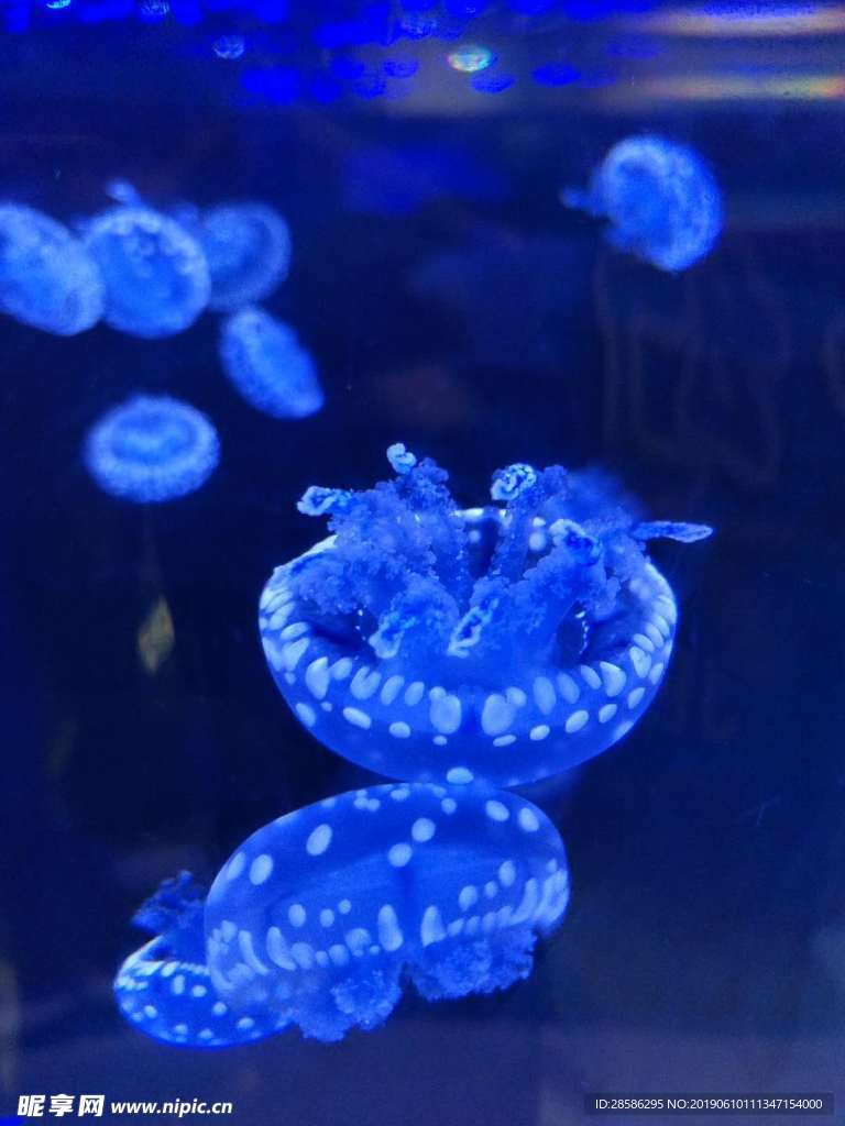 巴布亚水母