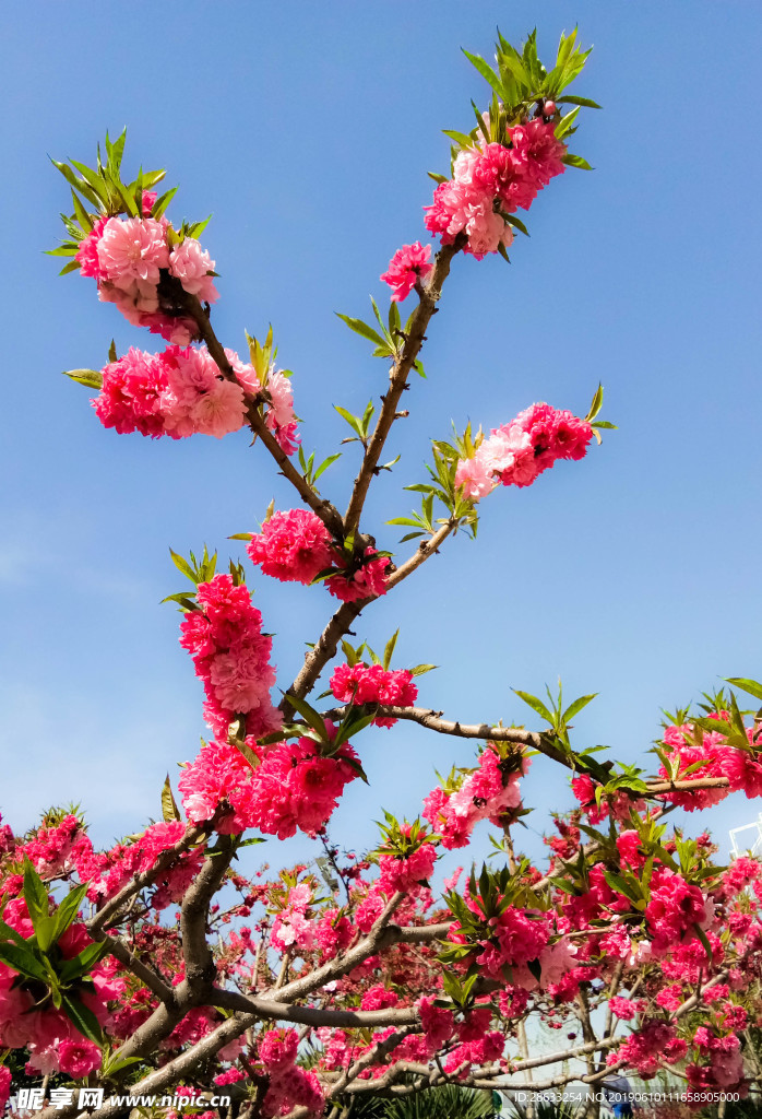 桃花