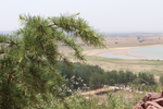 松树