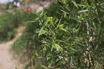 山间植物