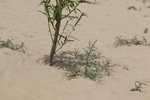 沙漠植物