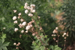 蒲公英