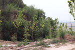 山间植物