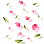 花瓣免抠素材