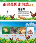 鸡名片