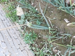 葱娃娃
