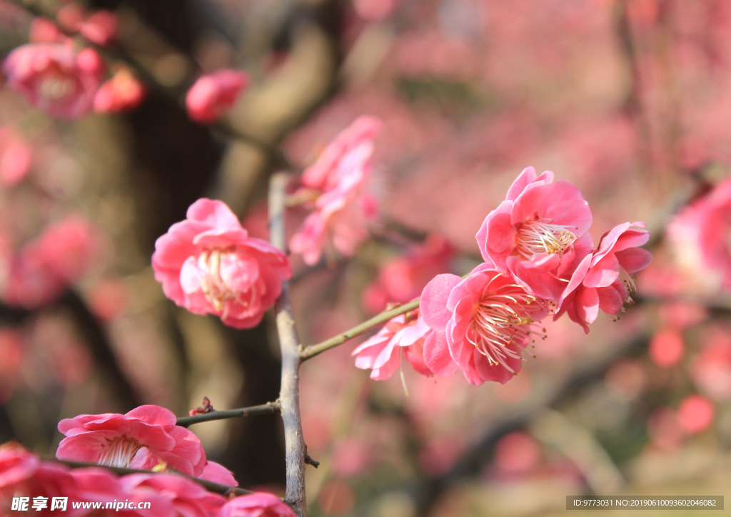 桃花