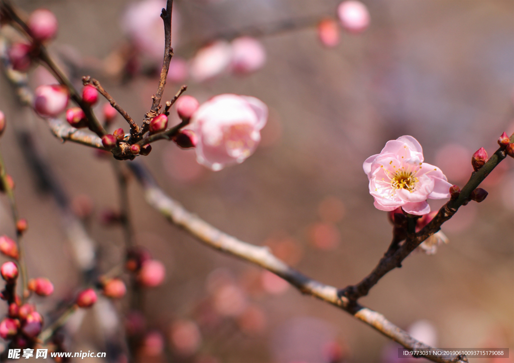 桃花