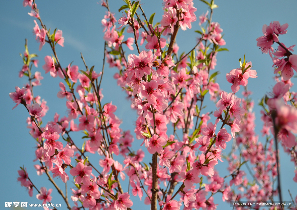 桃花