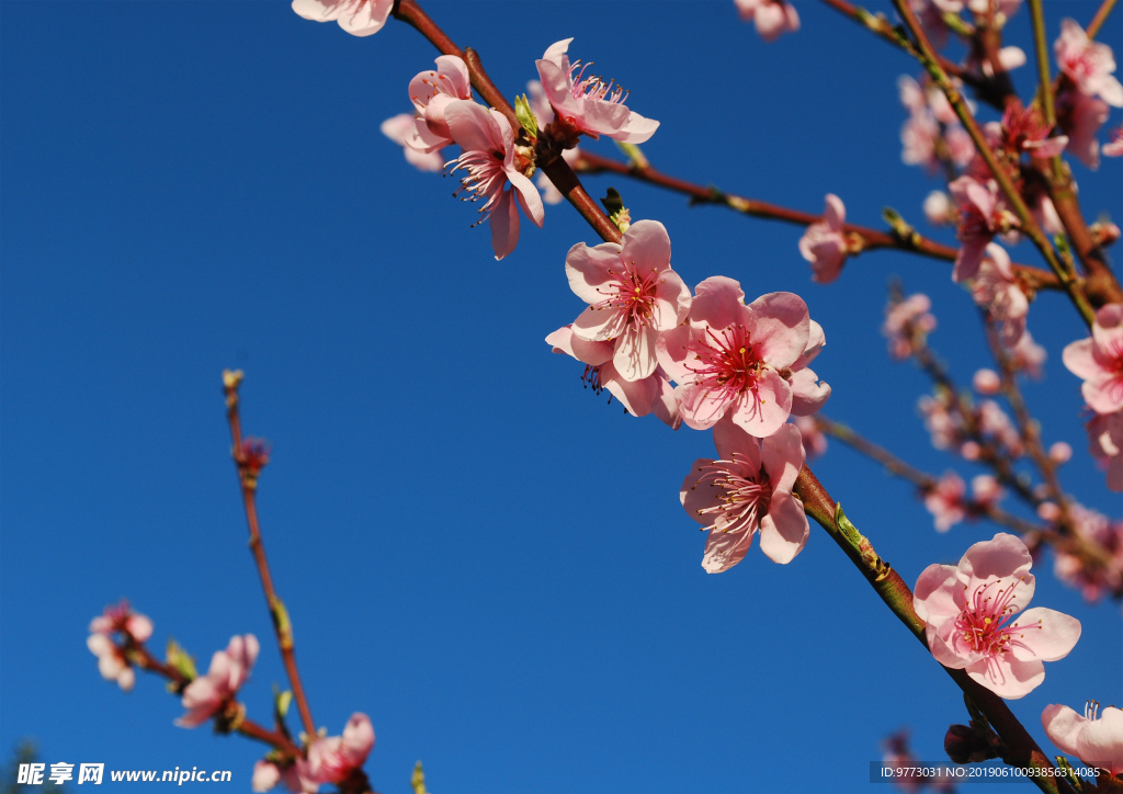 桃花