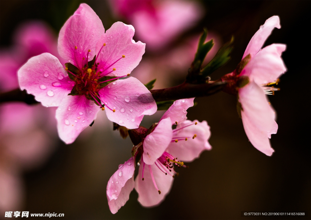 桃花