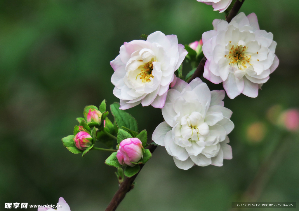 桃花