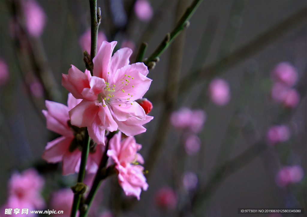 桃花