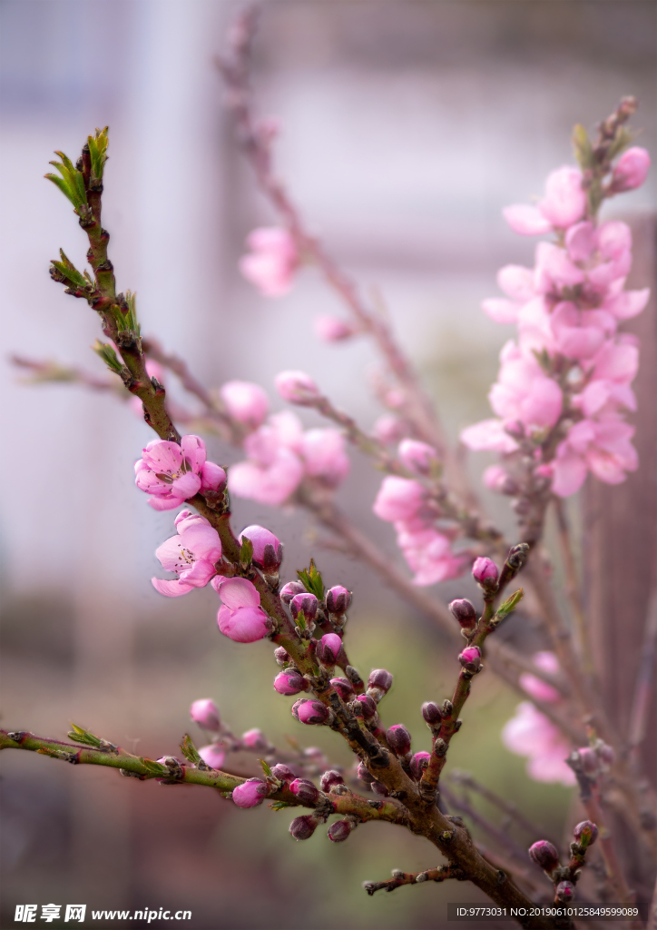 桃花