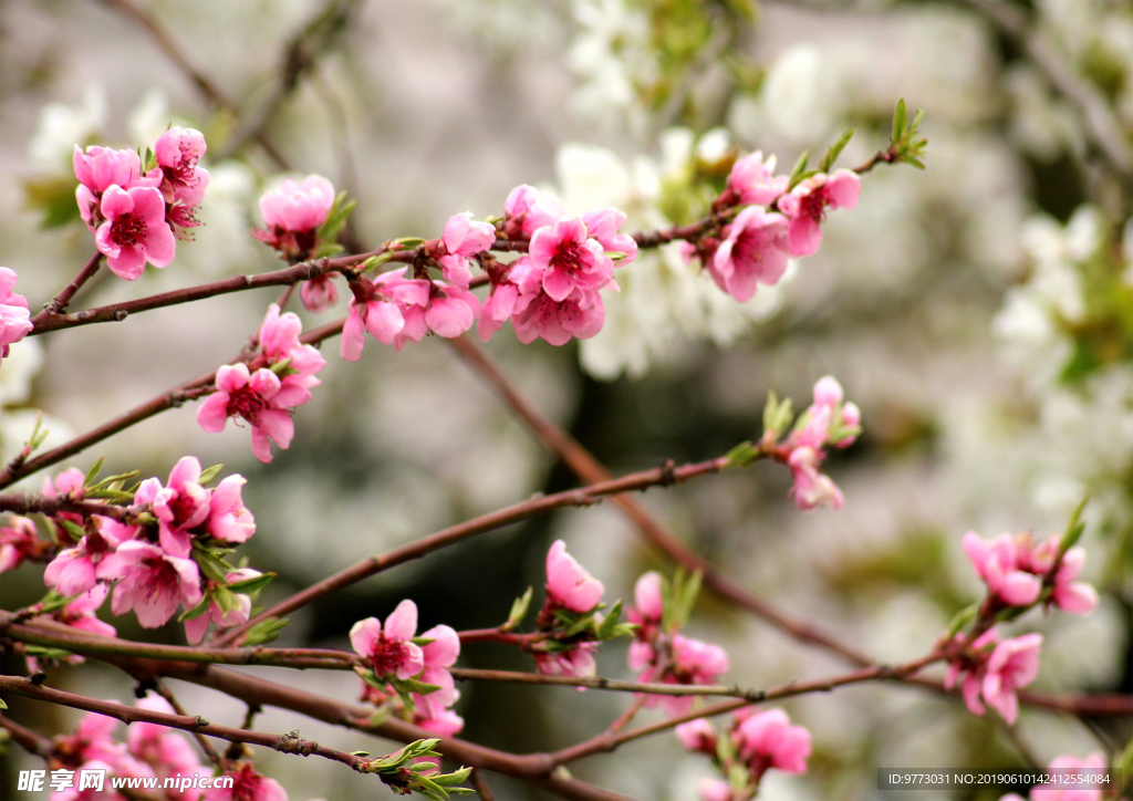 桃花