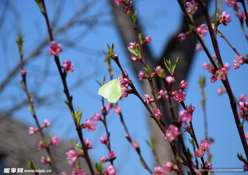 桃花