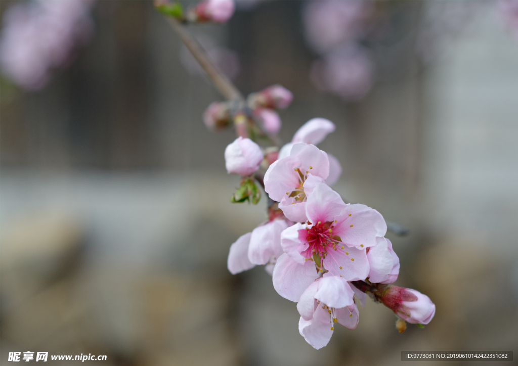 桃花