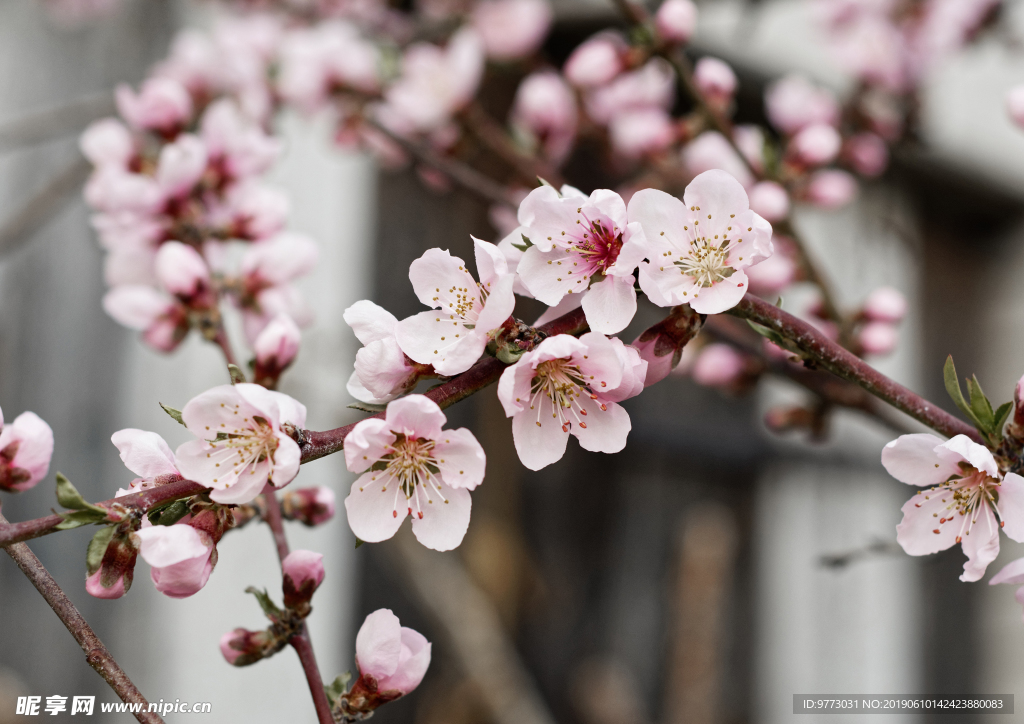 桃花