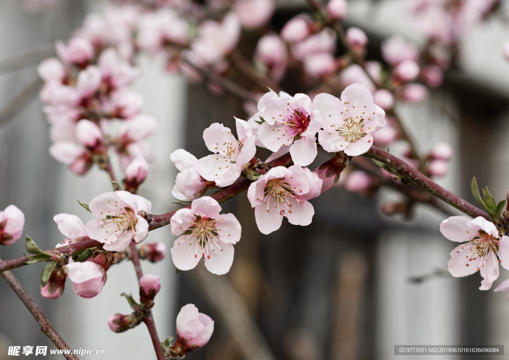 桃花