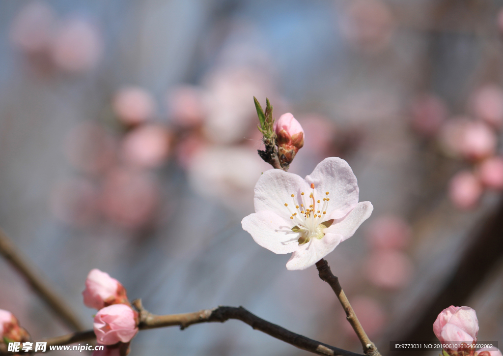 桃花