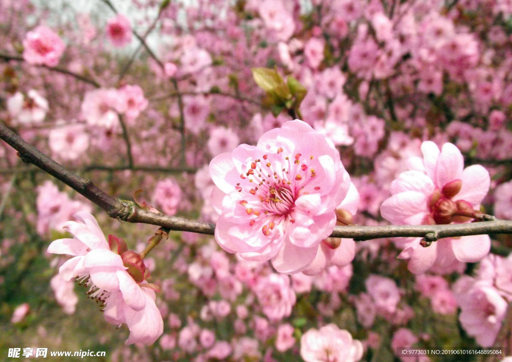 桃花