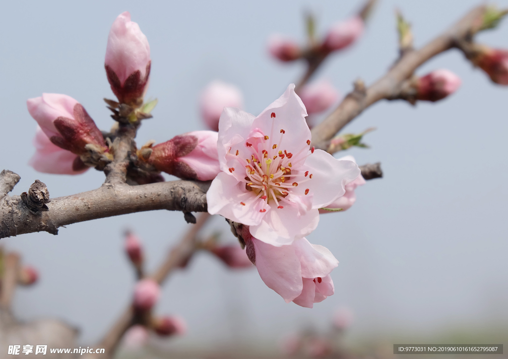 桃花