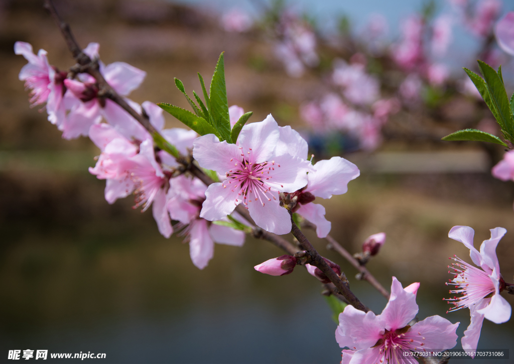 桃花