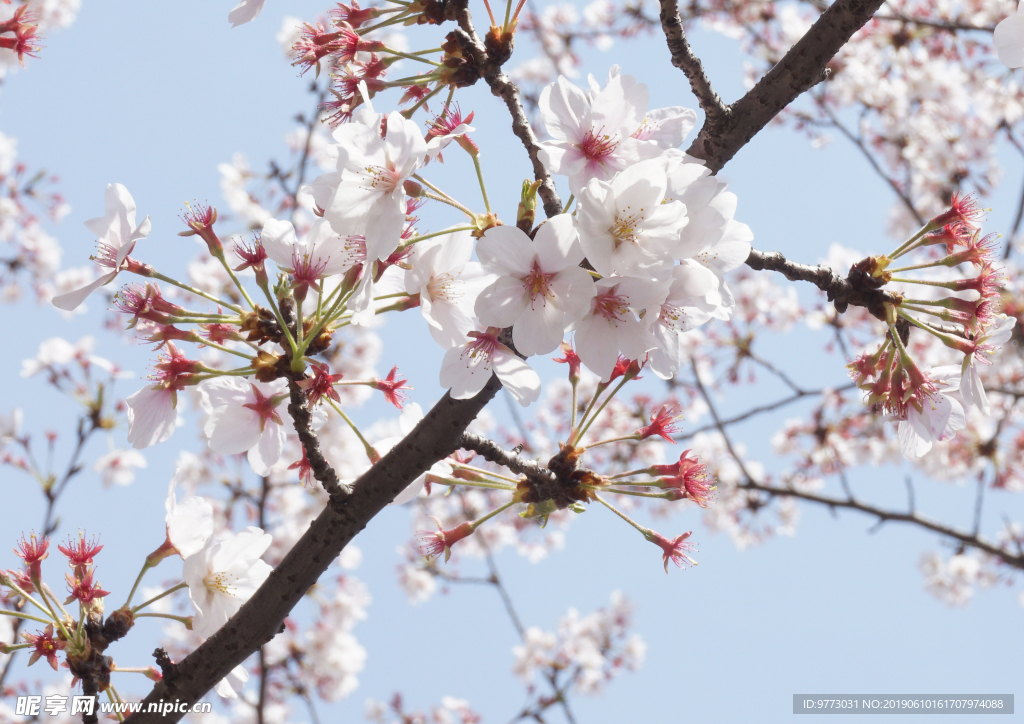桃花