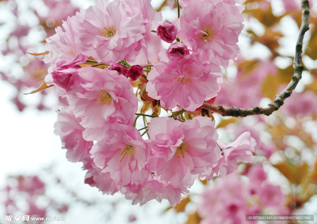 桃花