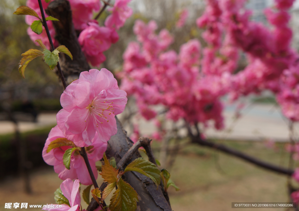 桃花