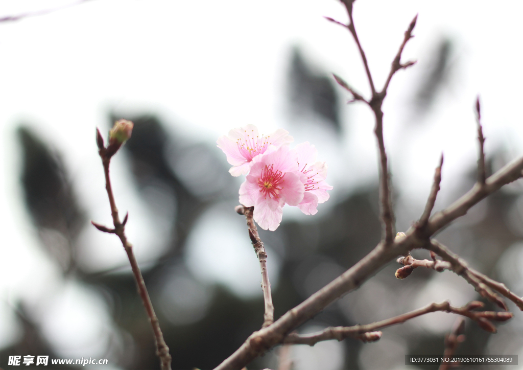 桃花