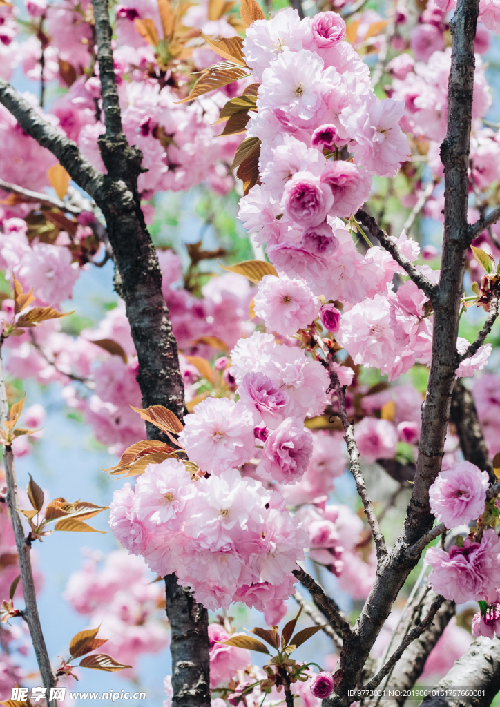 桃花