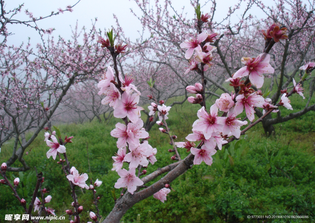 桃花