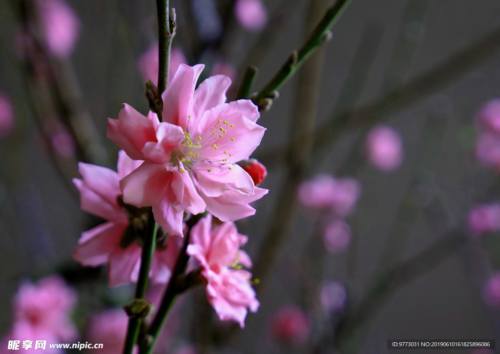 桃花