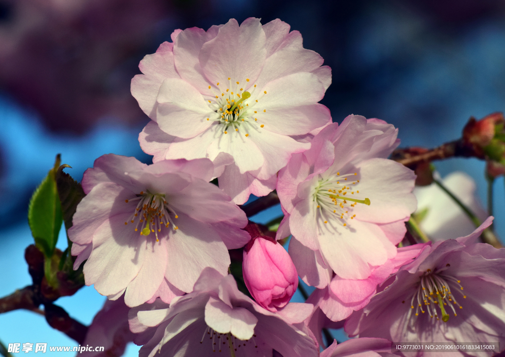 桃花