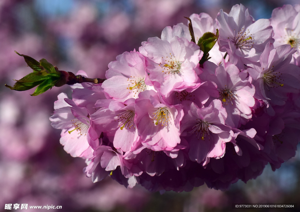 桃花