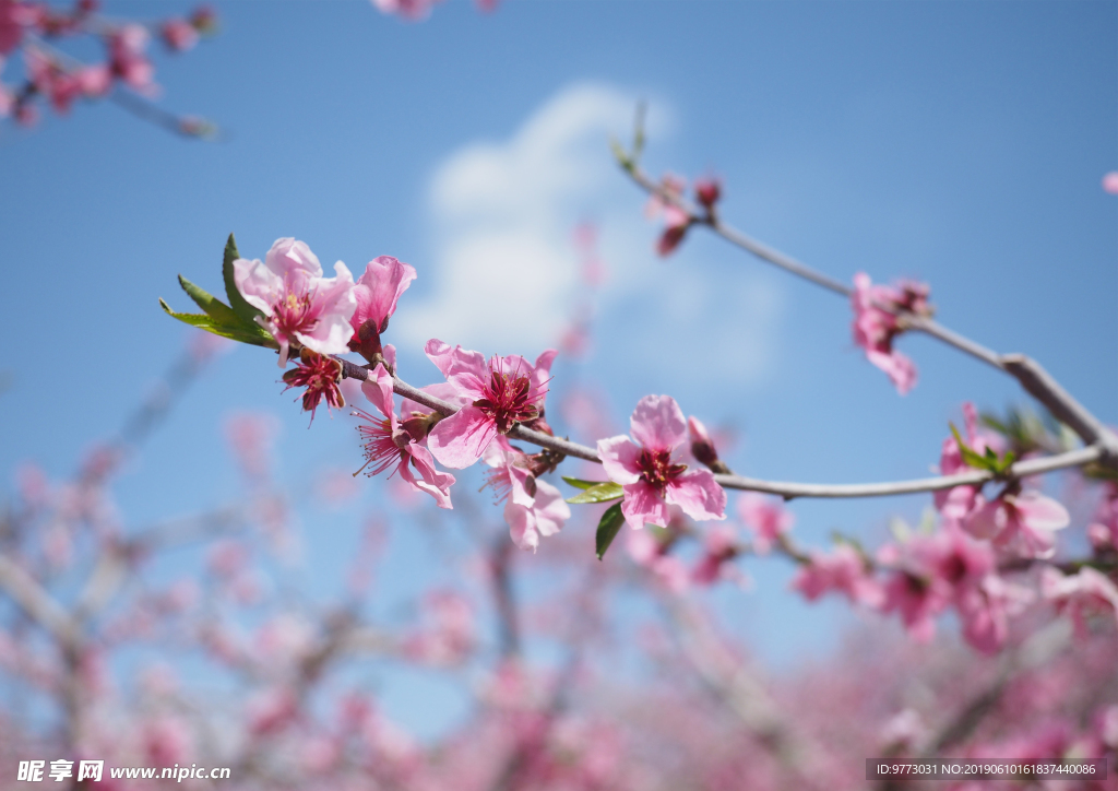 桃花