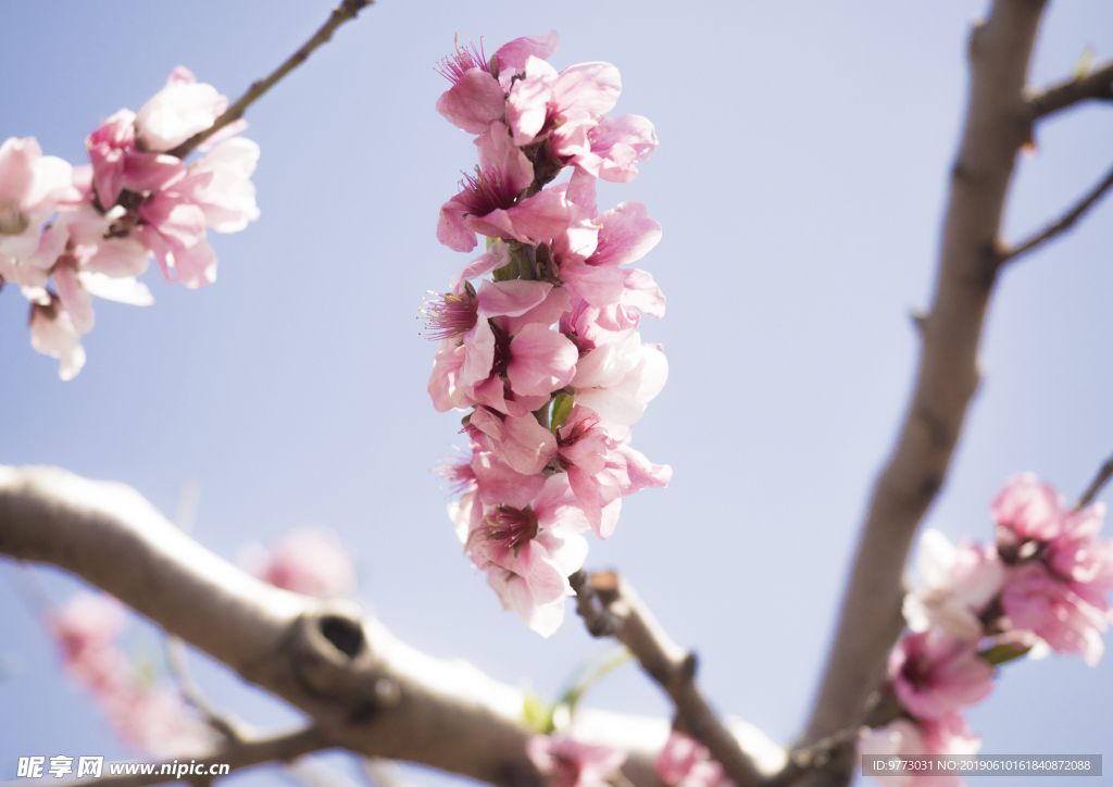 桃花