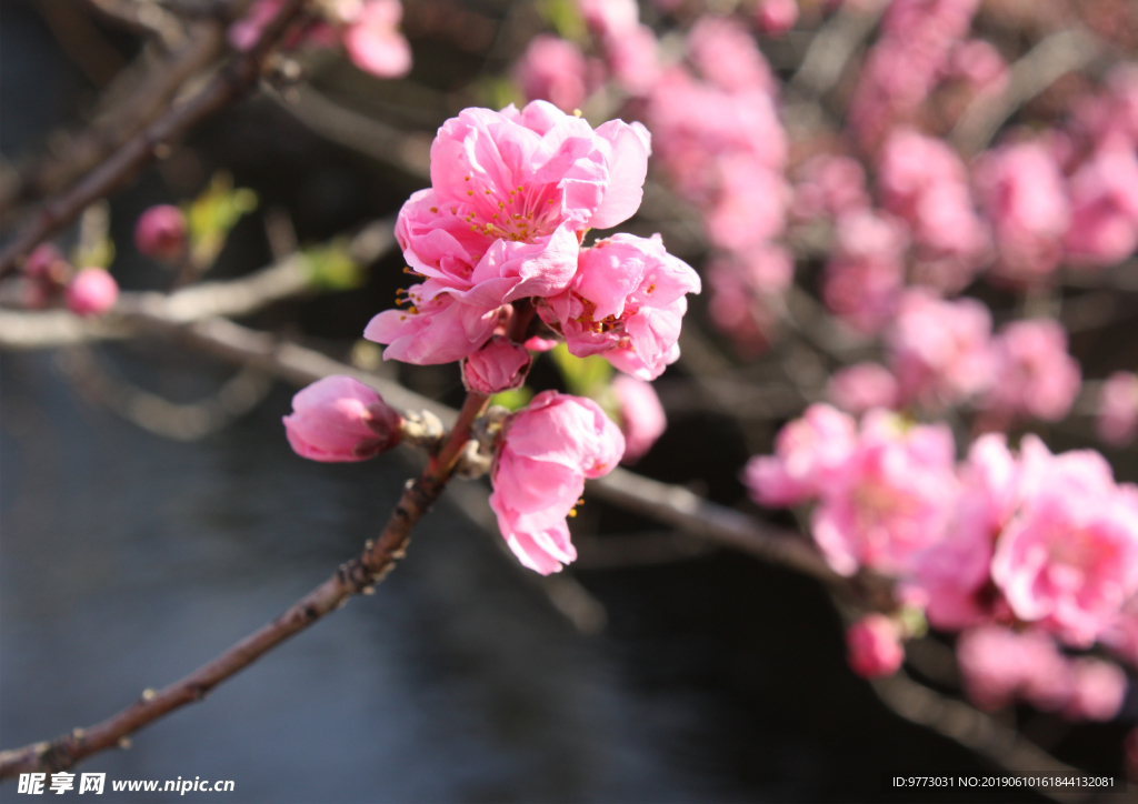 桃花