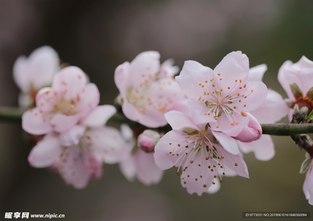 桃花