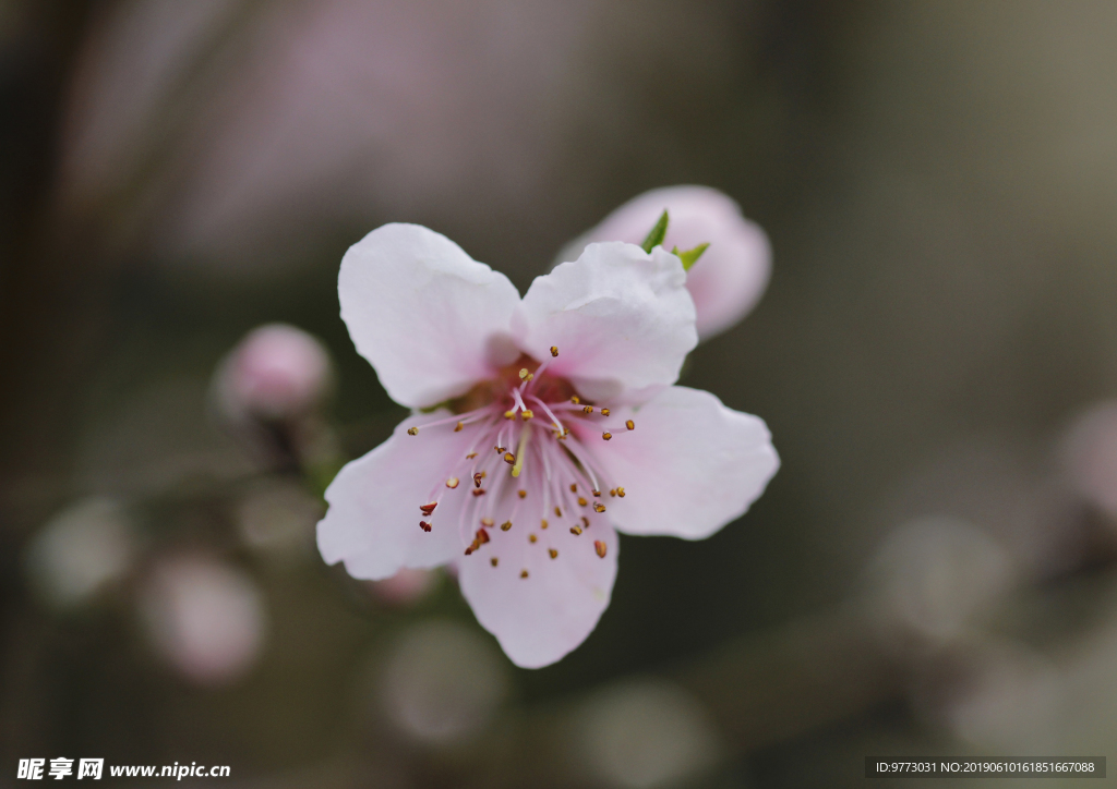 桃花