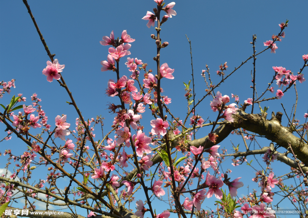 桃花