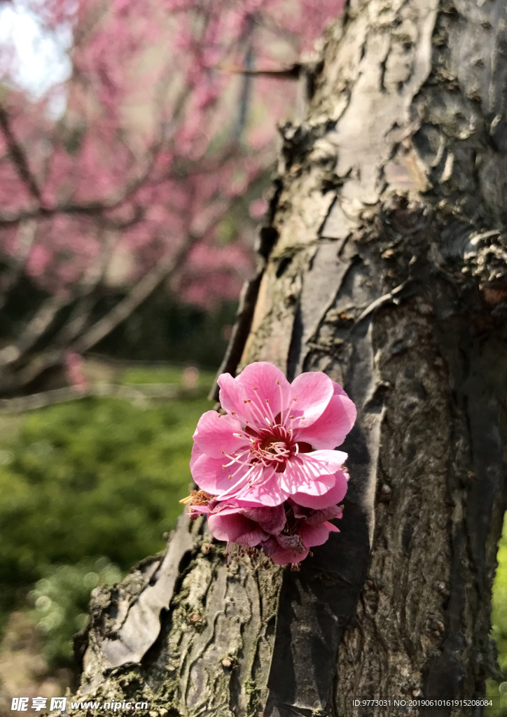 桃花