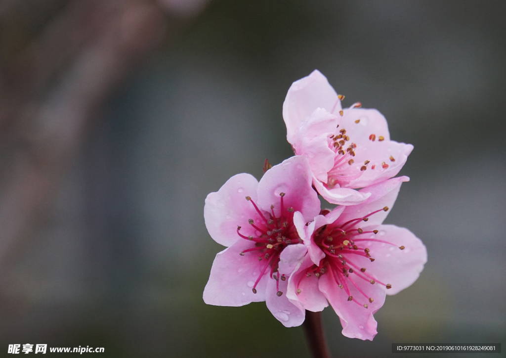 桃花