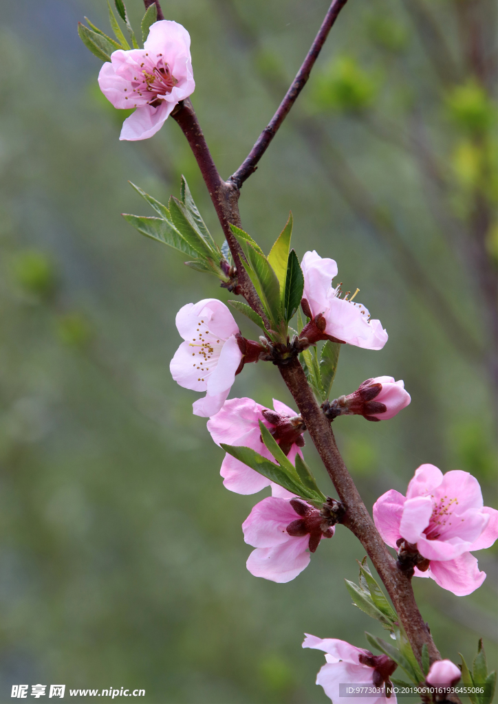 桃花