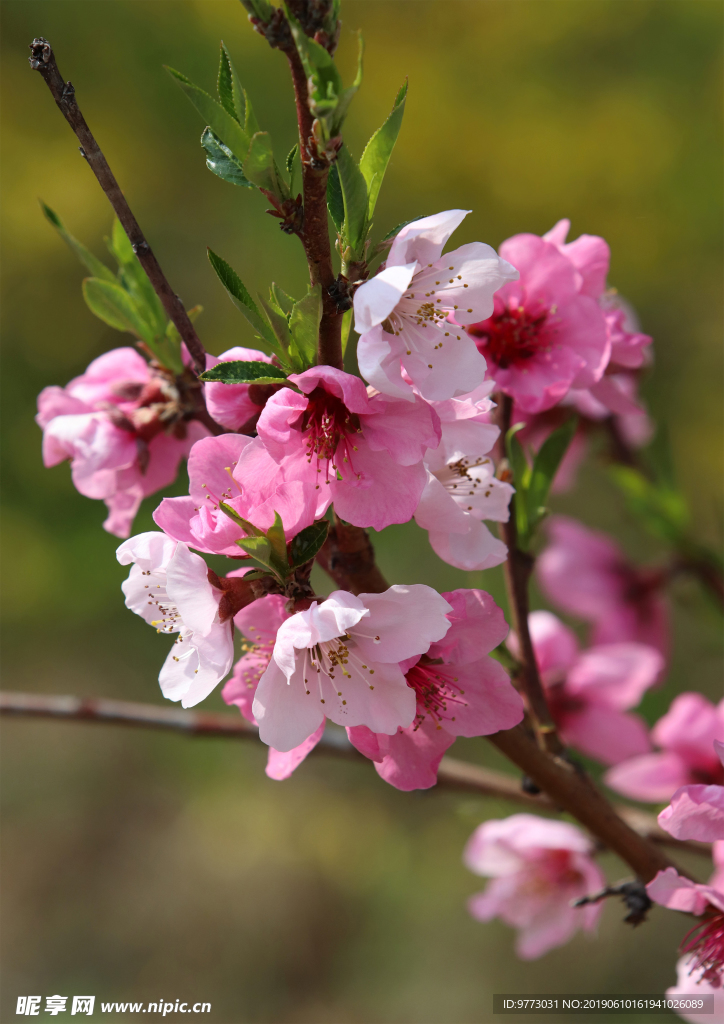 桃花