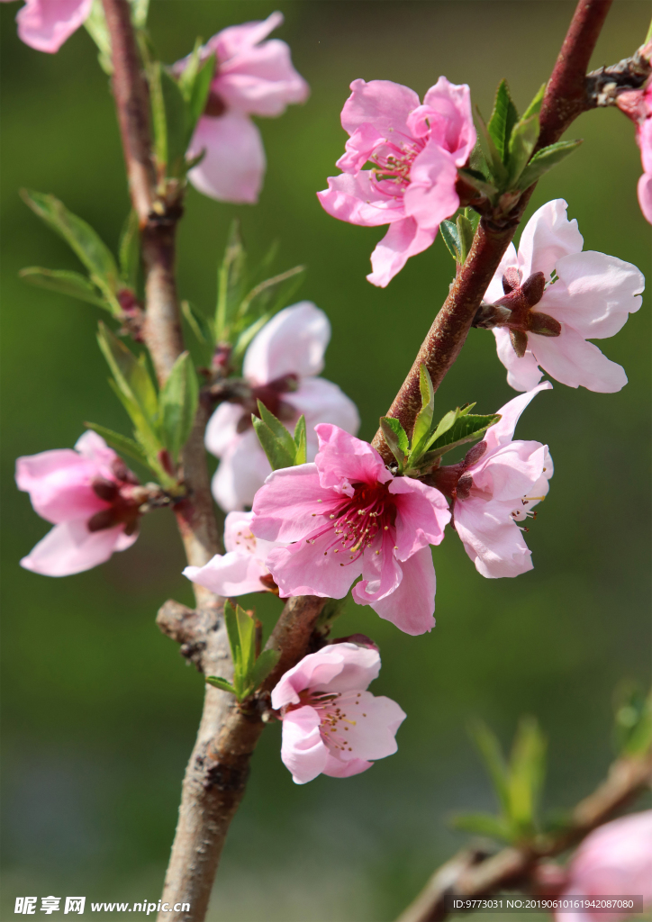 桃花